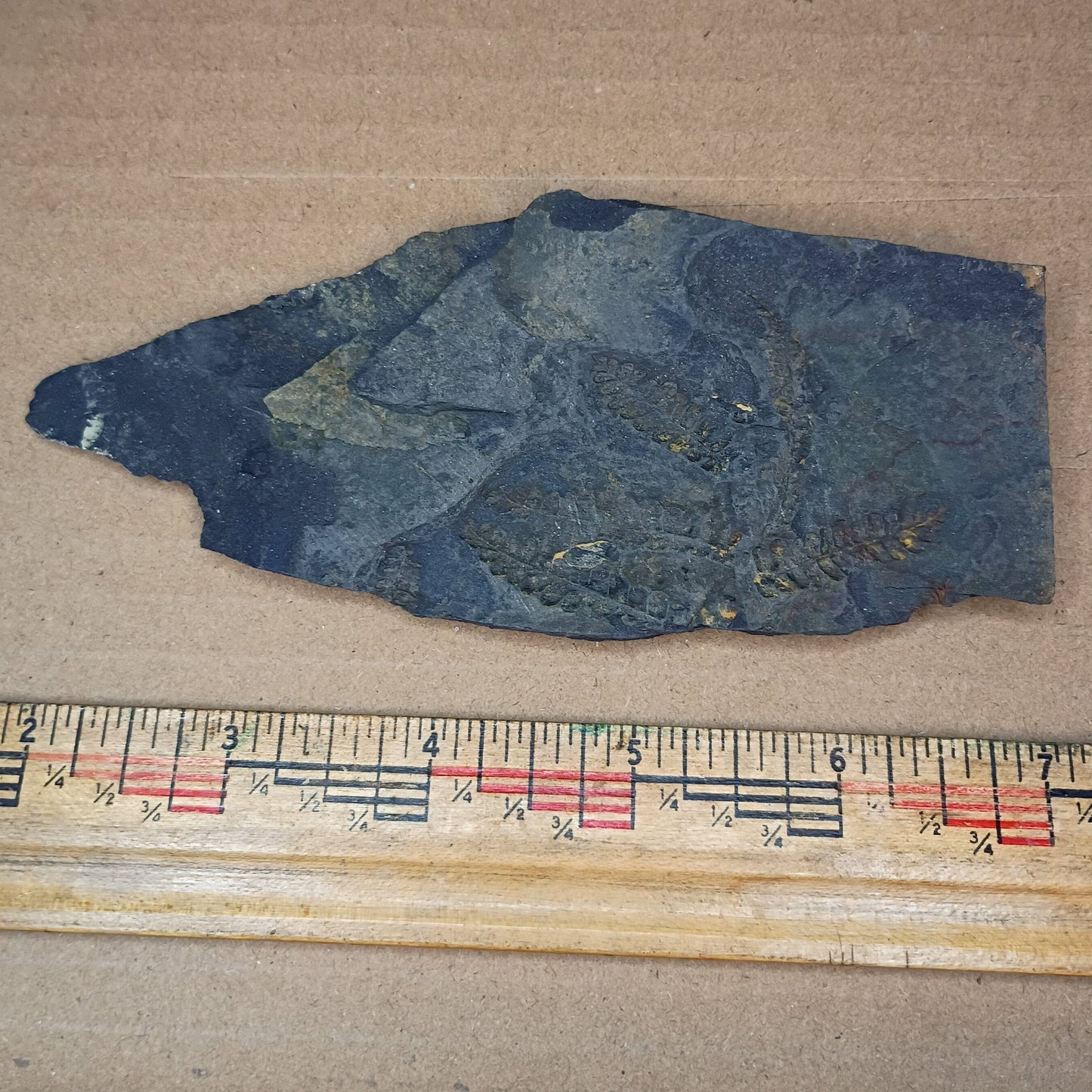 Pennsylvanian Fern Fossil #9-041