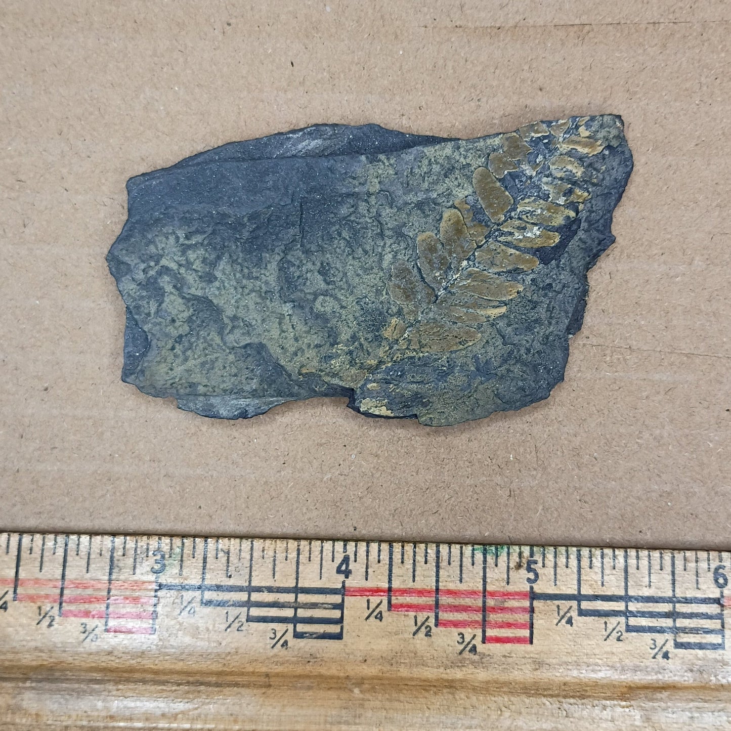 Pennsylvanian Fern Fossil #9-044