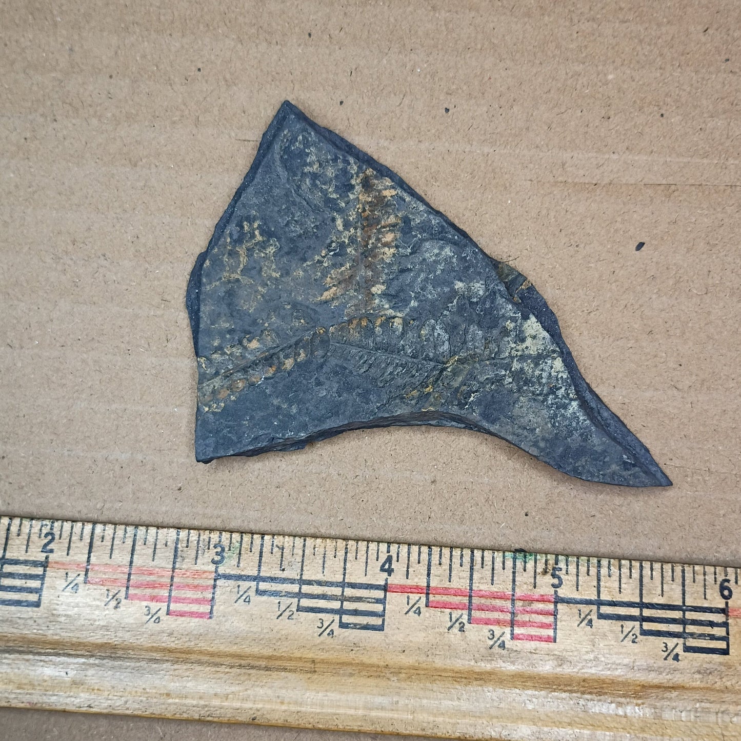 Pennsylvanian Fern Fossil #9-055