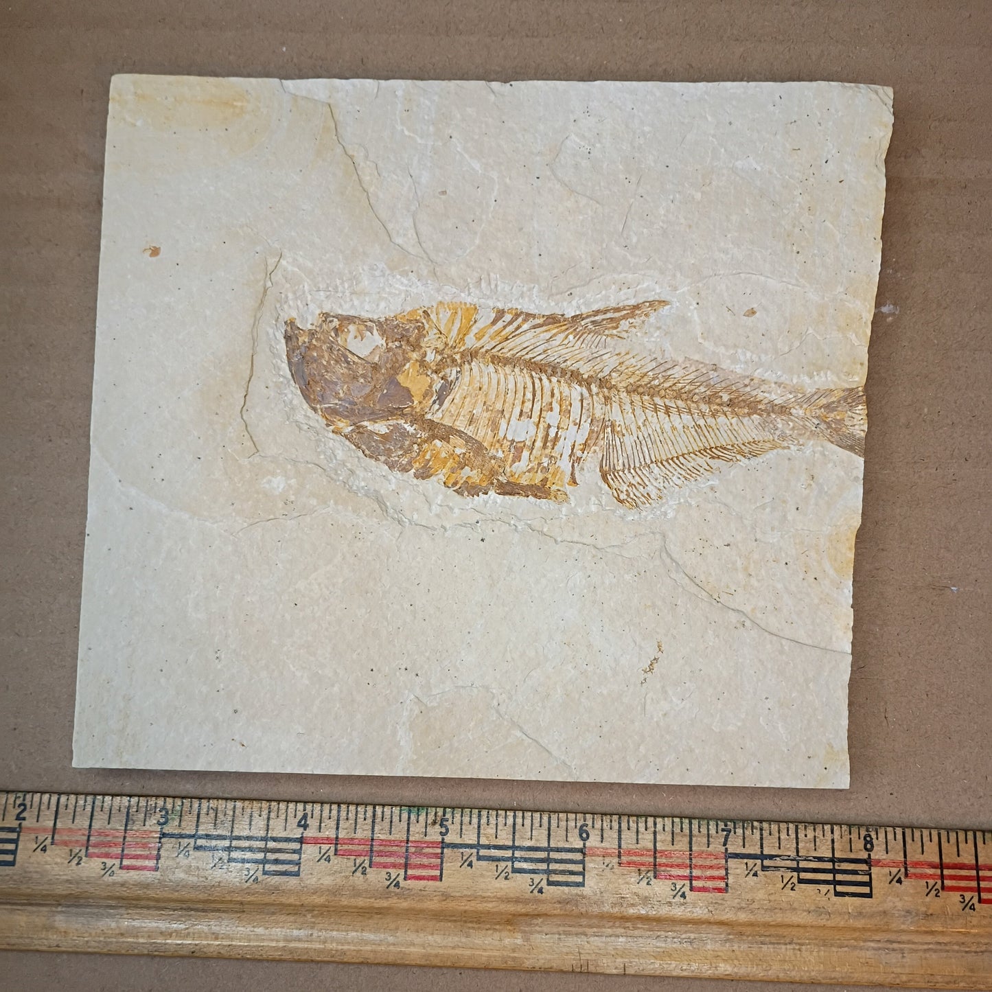 Diplomystus denatus - Fish Fossil #010-001