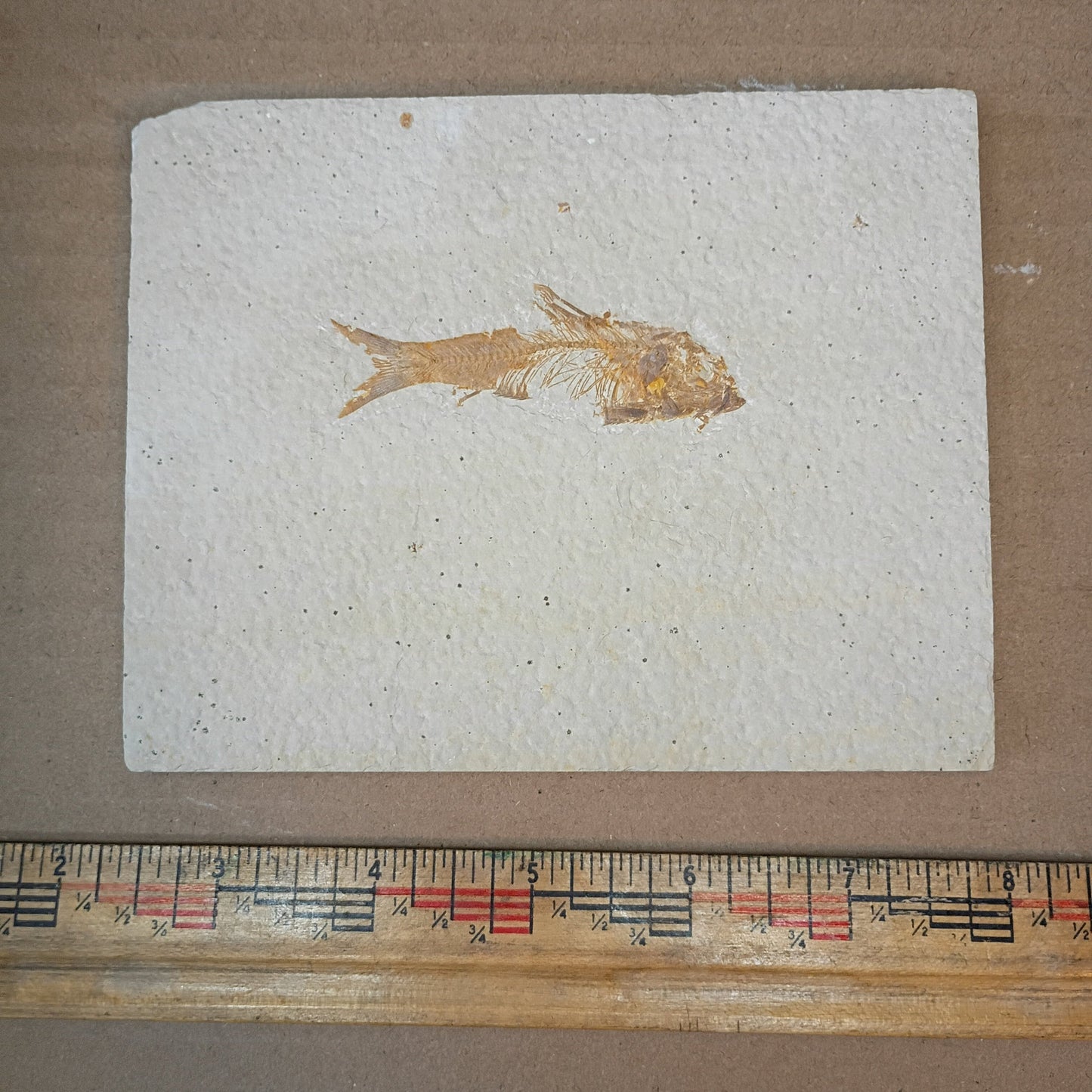 Knightia eocaena - Fish Fossil #010-002