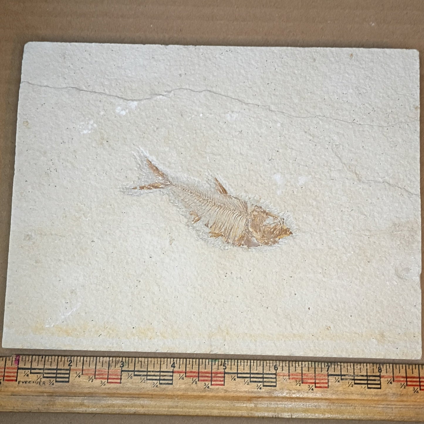 Diplomystus denatus - Fish Fossil #010-003
