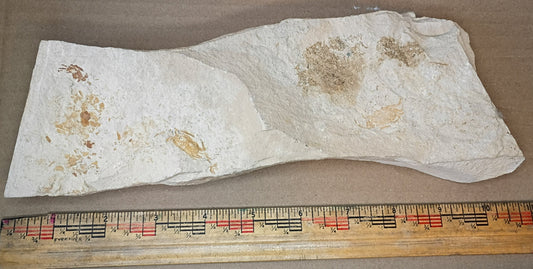 Pinnixa galliheri - Pea Crab Fossils #6-010