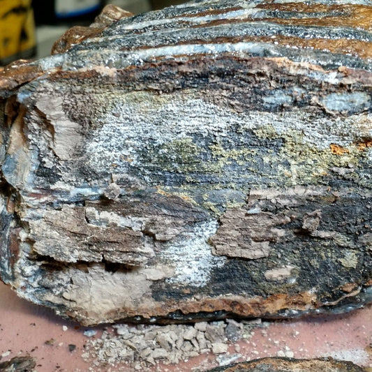 Woolly Mammoth Tooth - Riker Box Specimens