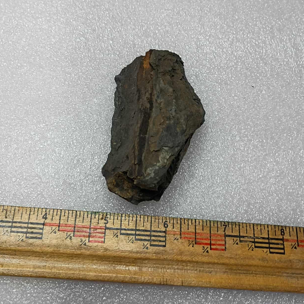 Mazon Creek Fern and Stick Fossils #9-039