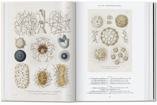 The Art and Science of Ernst Haeckel. 45th Ed. (English)