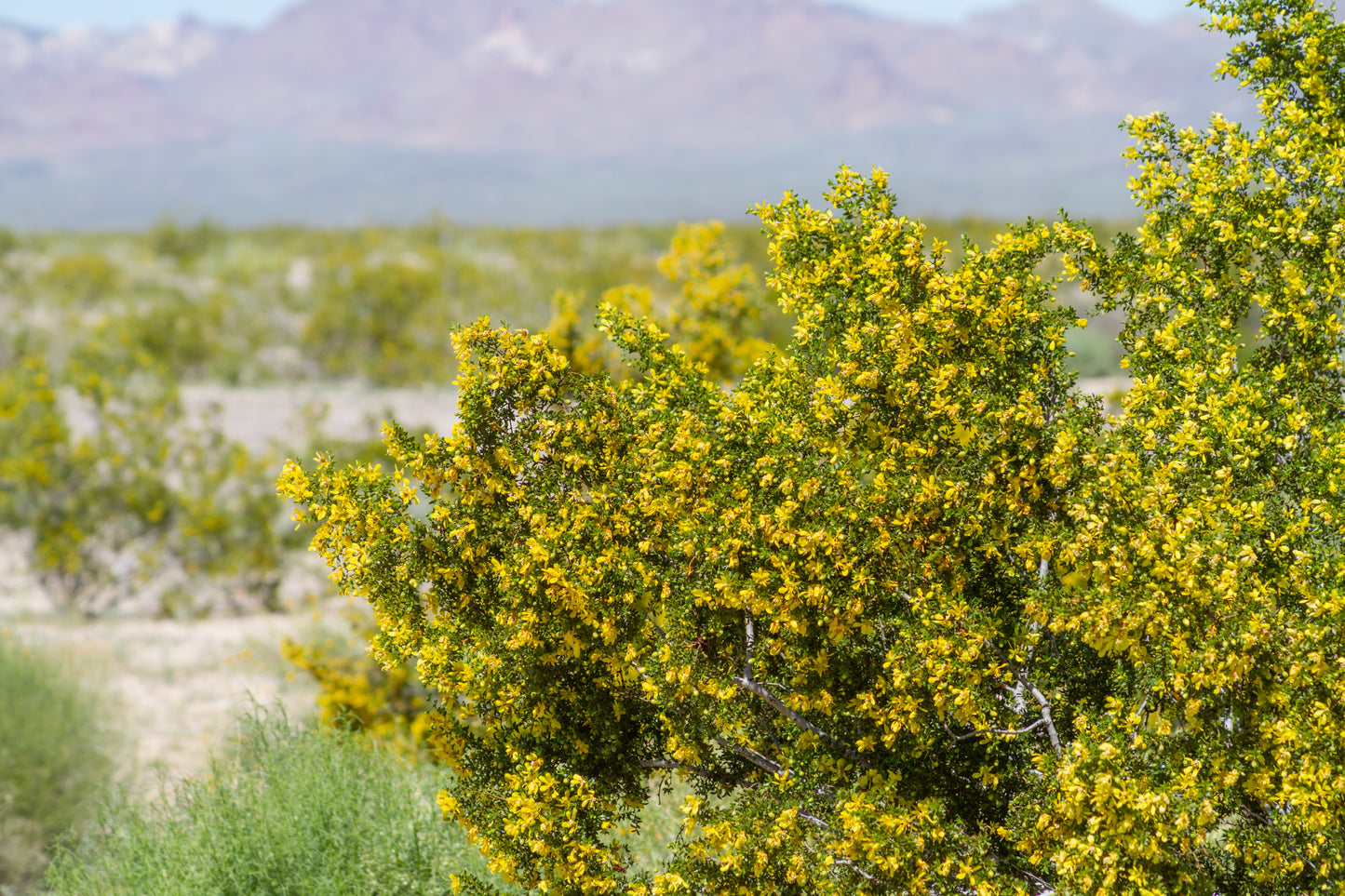Creosote Bush Seeds