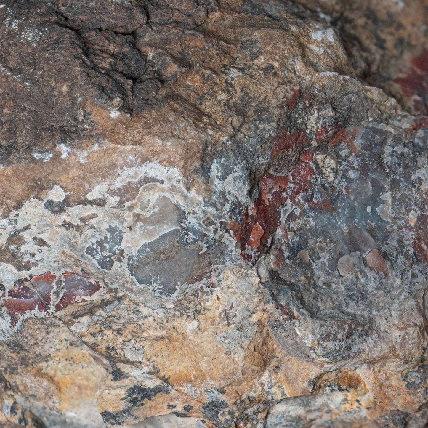 Dinosaur Dung - Card Display - Authentic Fossil Poop