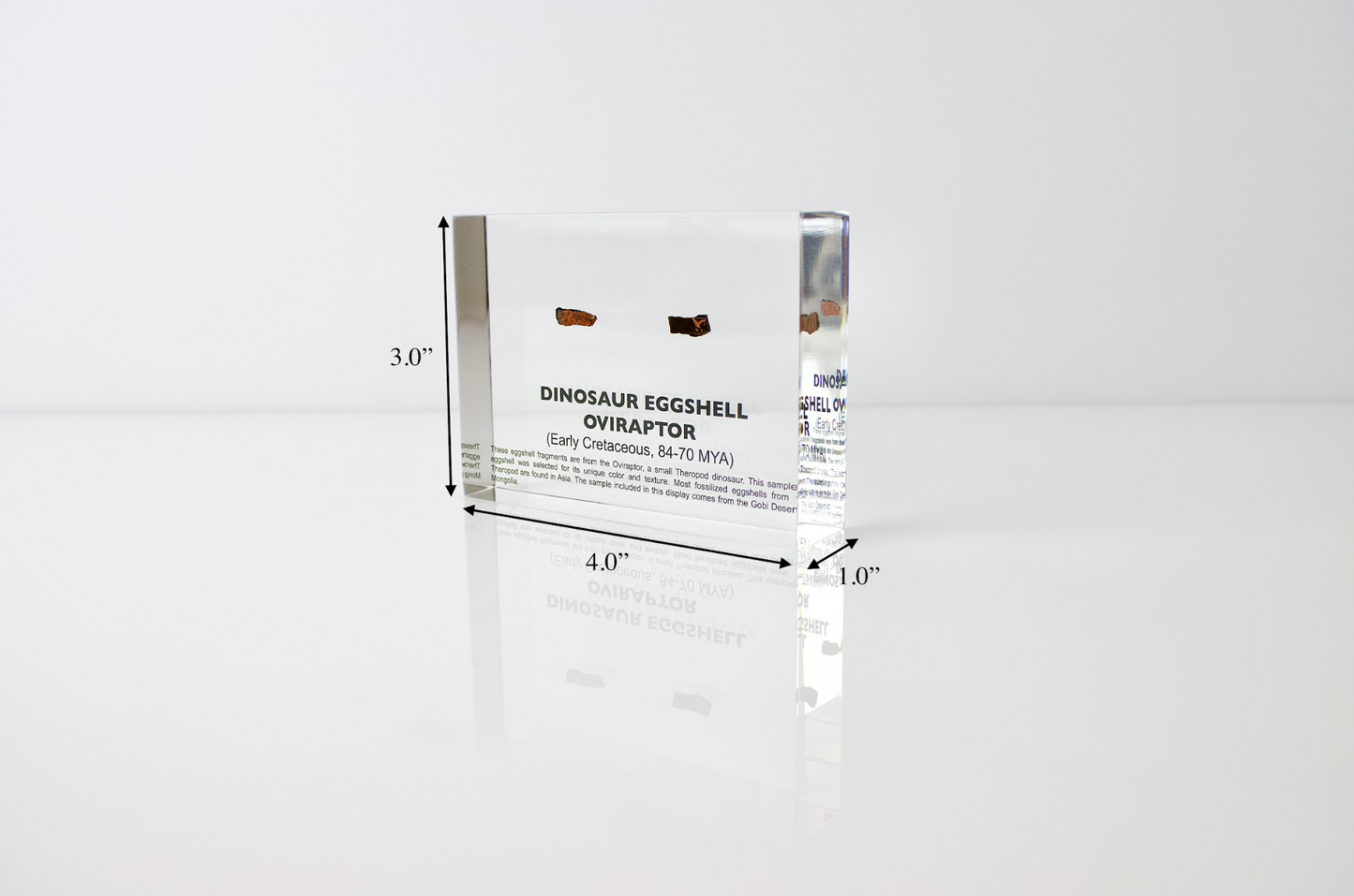 Dinosaur Eggshell Oviraptor