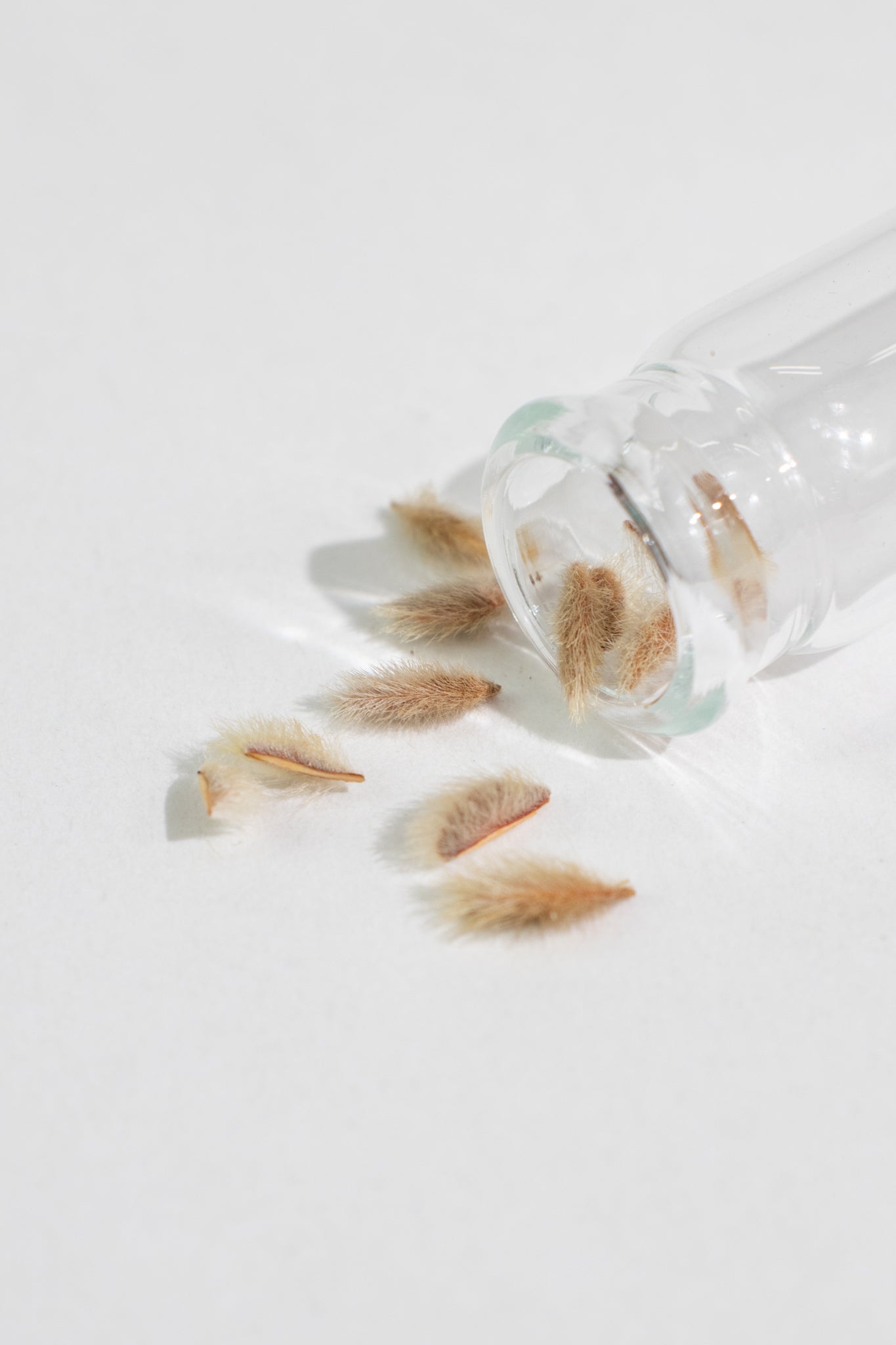 Creosote Bush Seeds