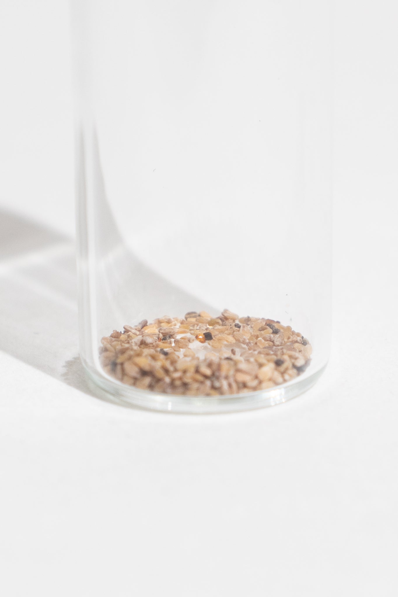 Quaking Aspen Seeds - Stemcell Science Shop
