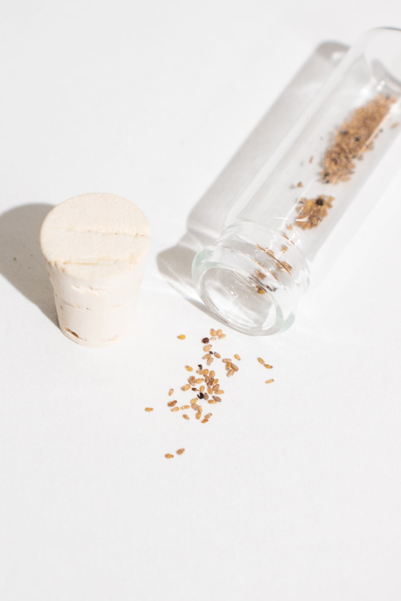 Quaking Aspen Seeds - Stemcell Science Shop