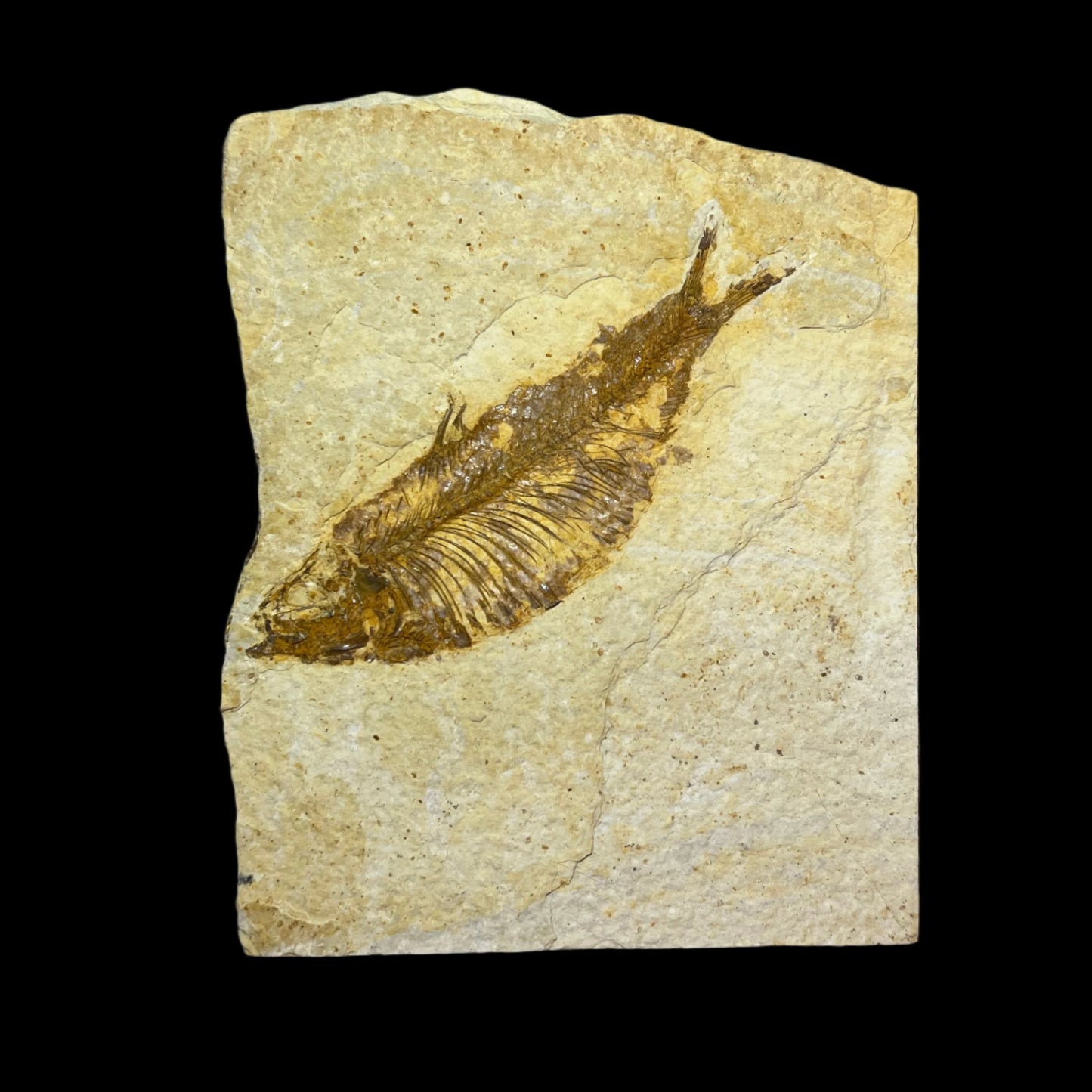 Knightia eocaena fossil