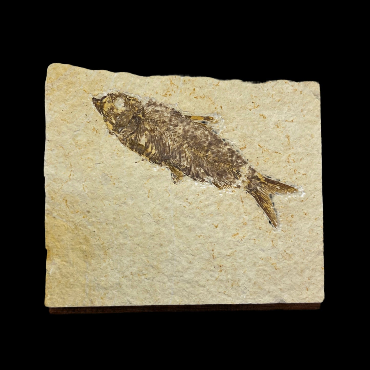 Knightia eocaena fossil