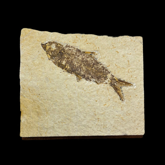 Knightia eocaena fossil
