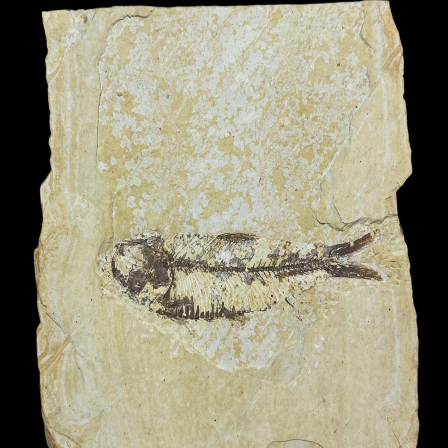Knightia eocaena fossil