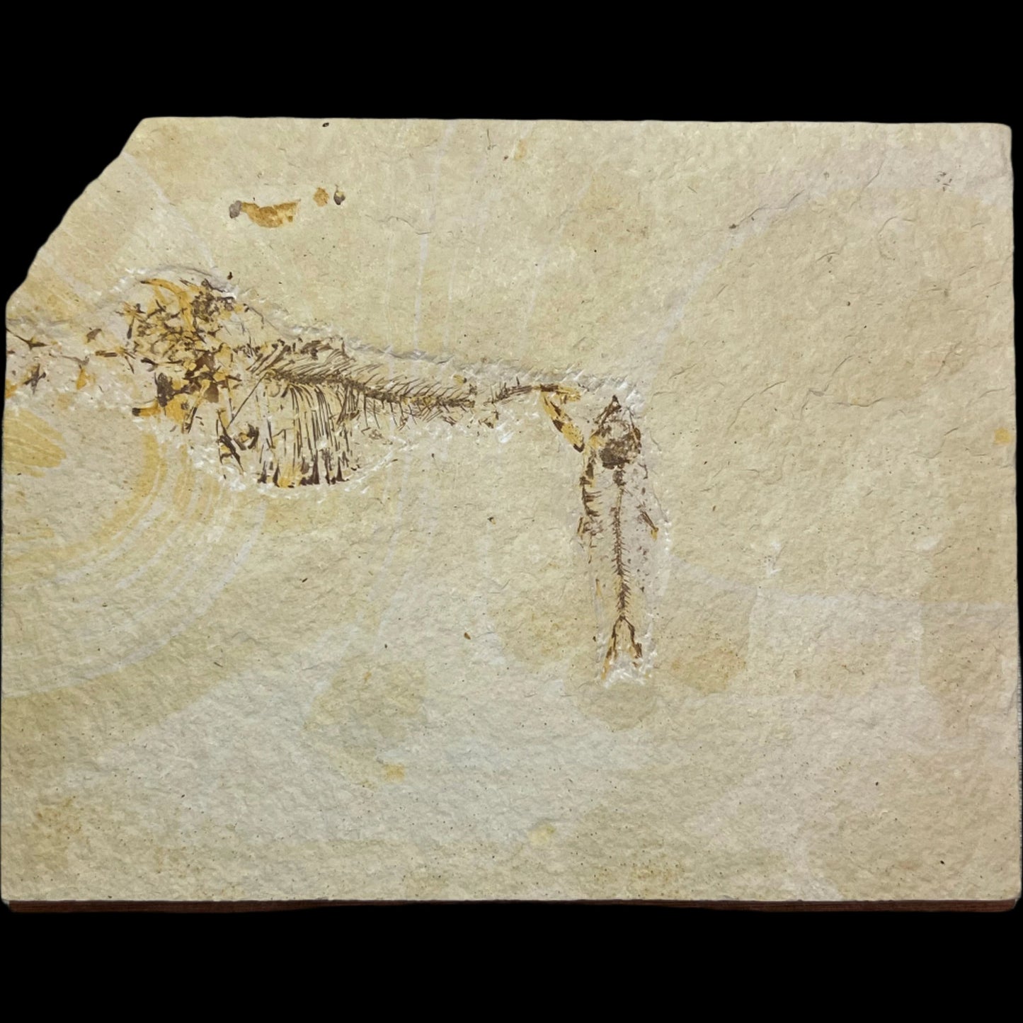Diplomystus and Knightia disarticulated fossil