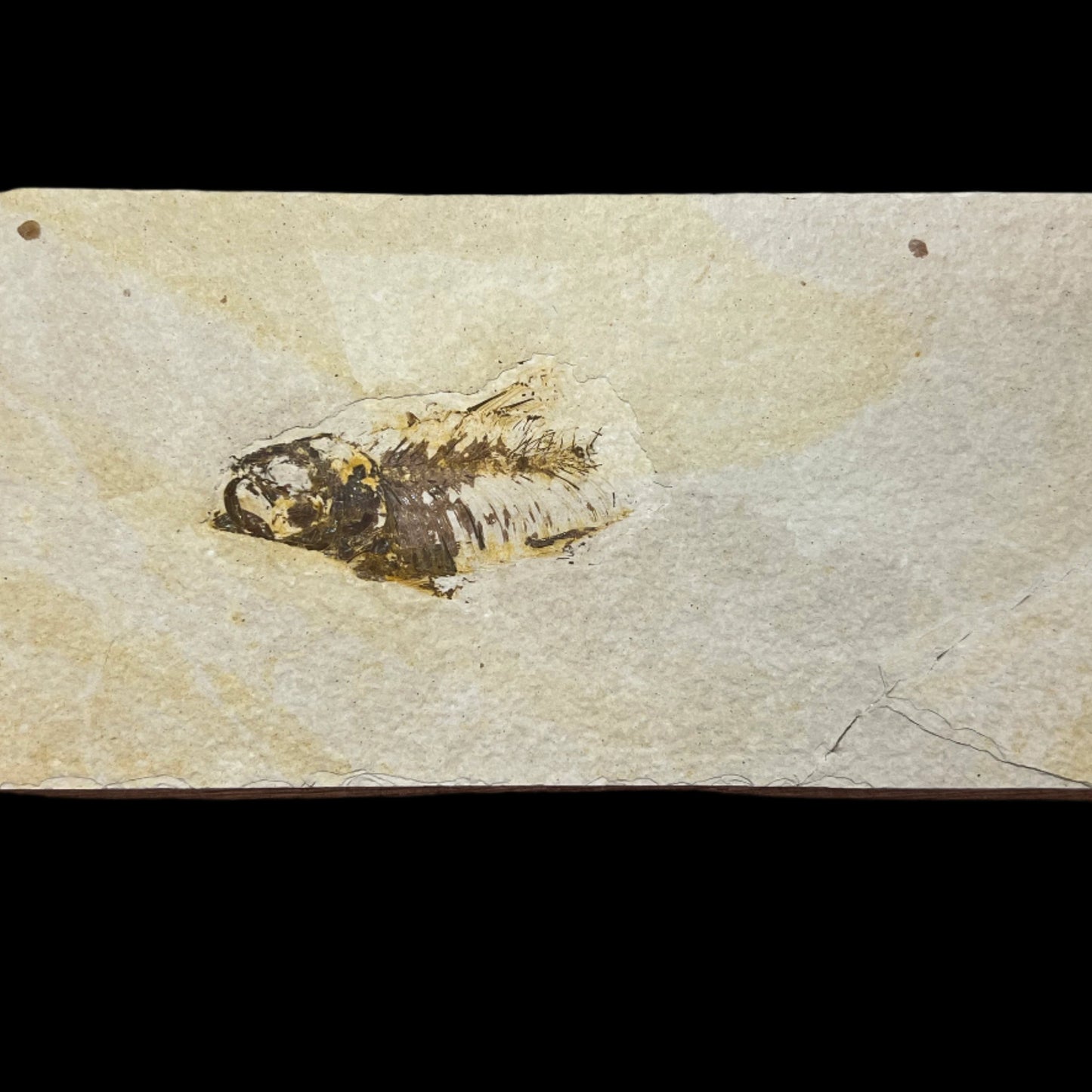 Diplomystus denatus fossil (partial)