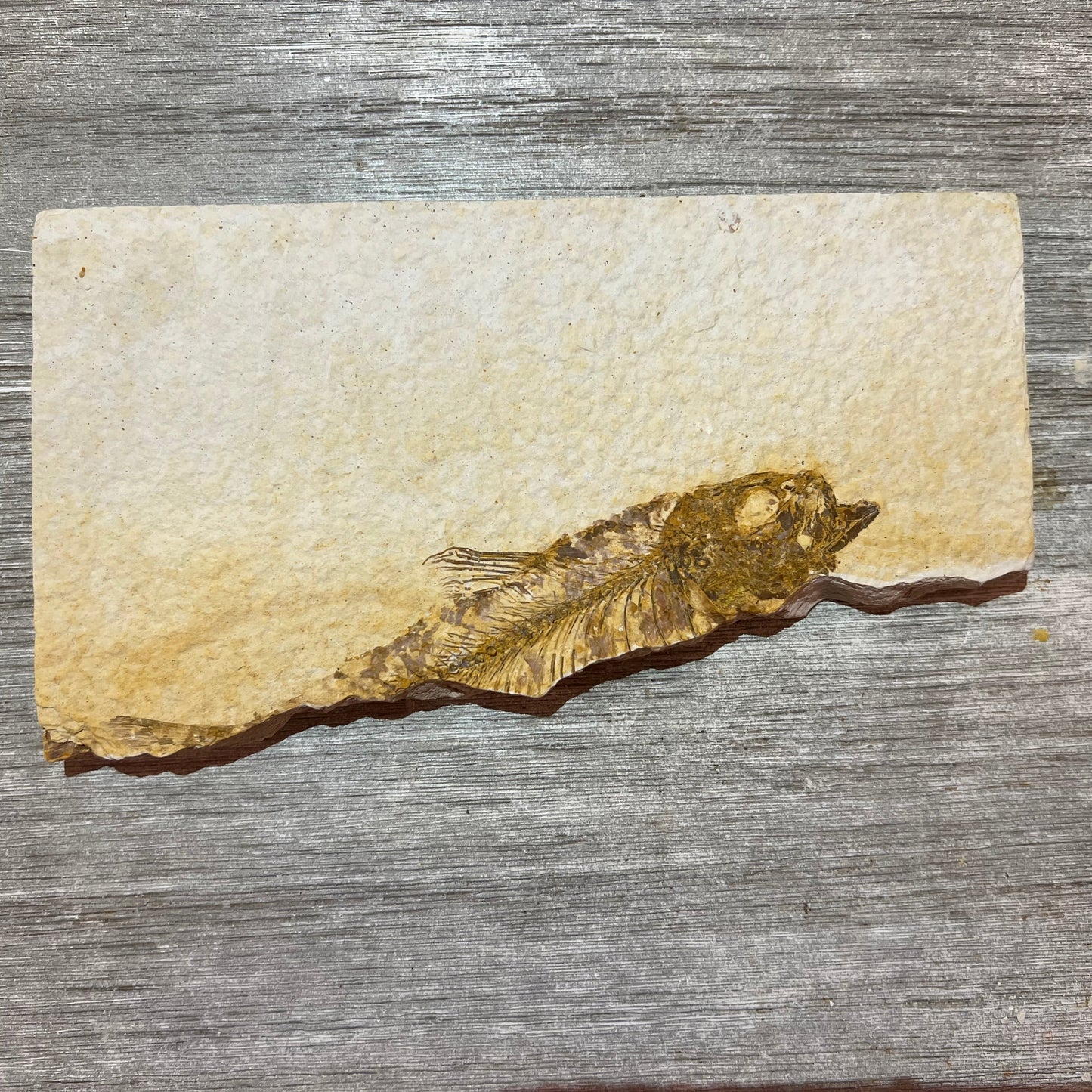 Knightia eocaena fossil (partial)