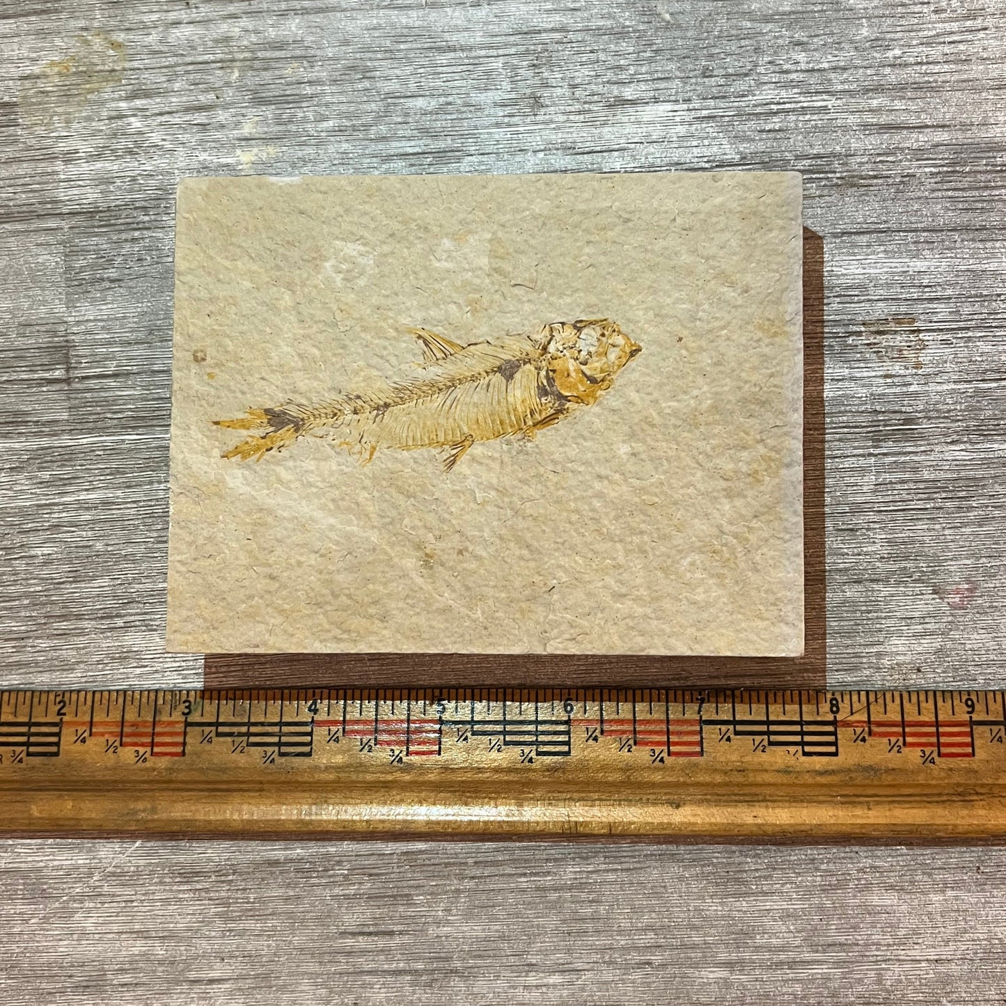 Knightia eocaena fossil #2-002