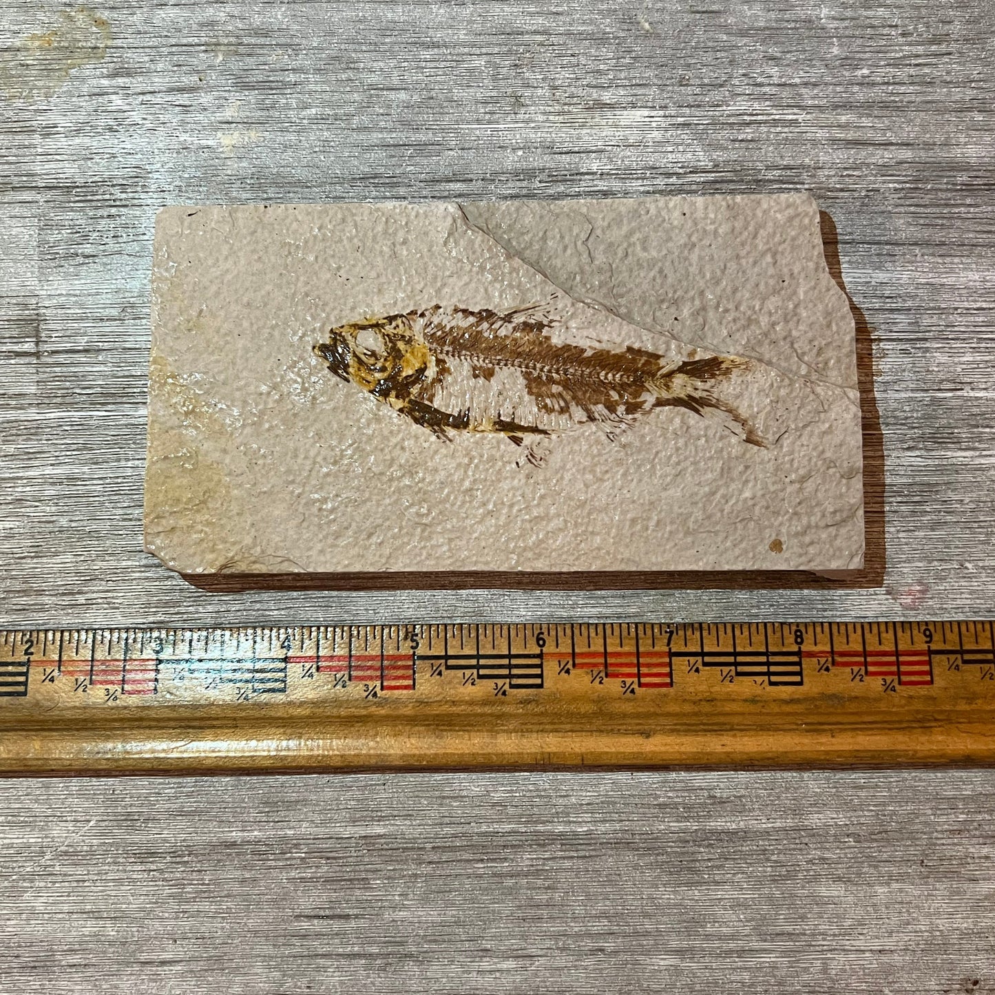 Knightia eocaena fossil #2-007