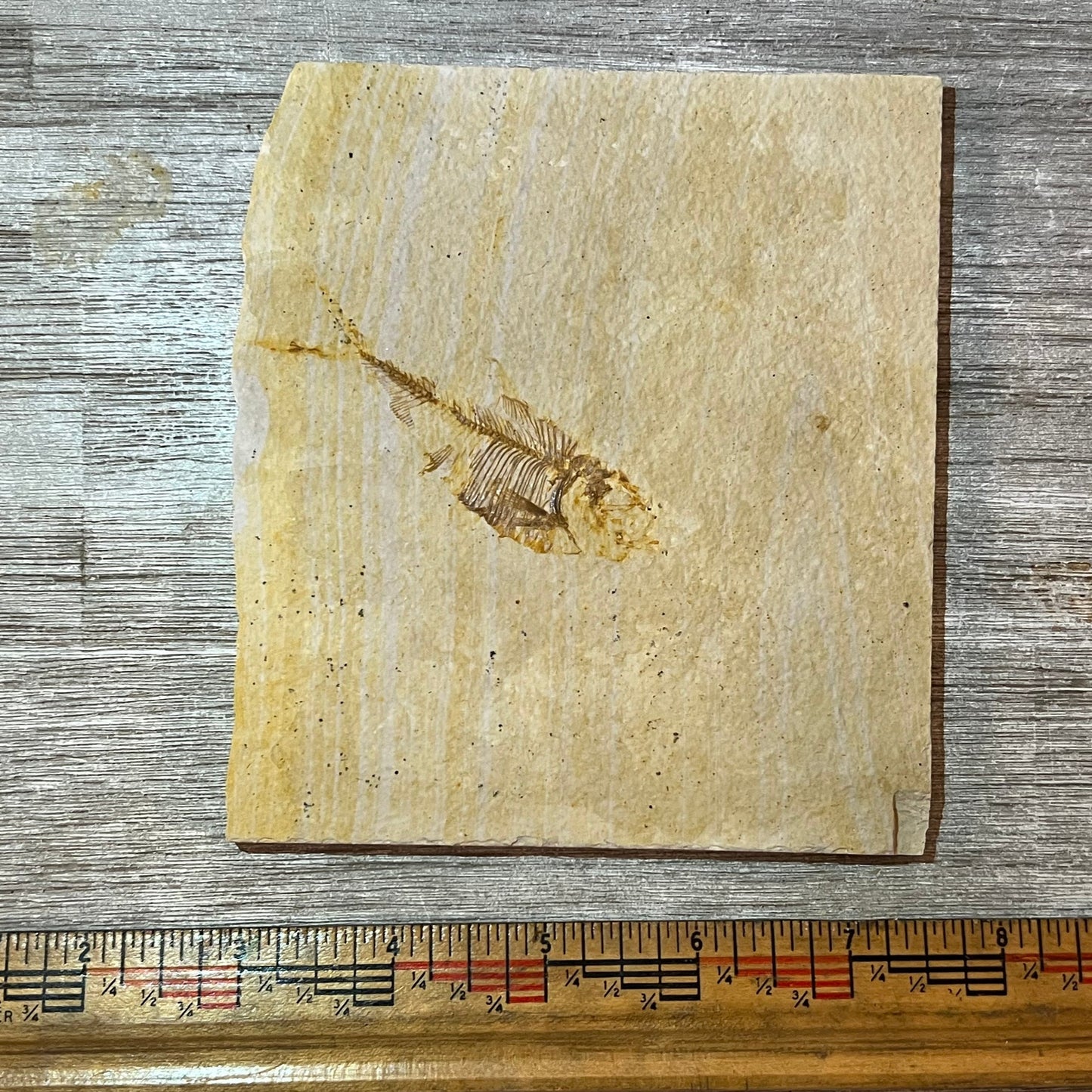 Diplomystus denata fossil #2-022