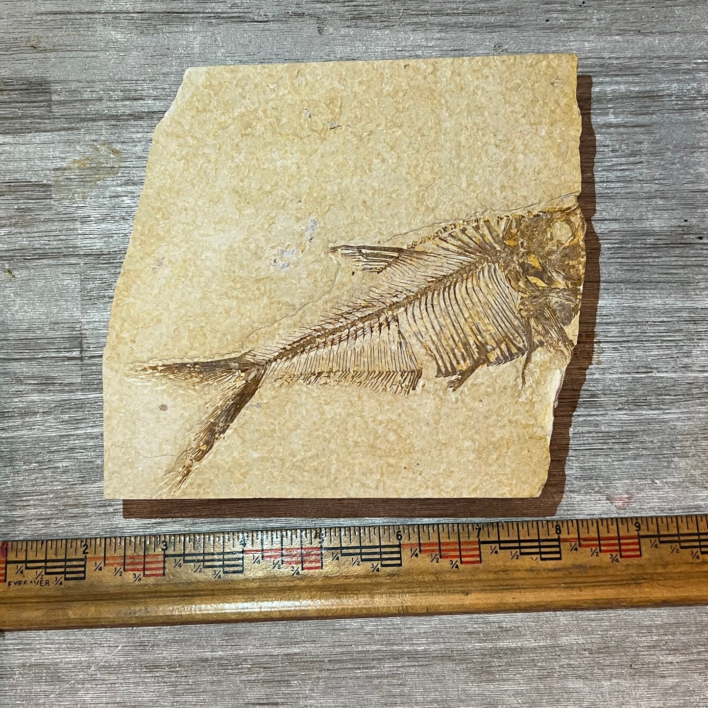 Diplomystus denata fossil #2-024