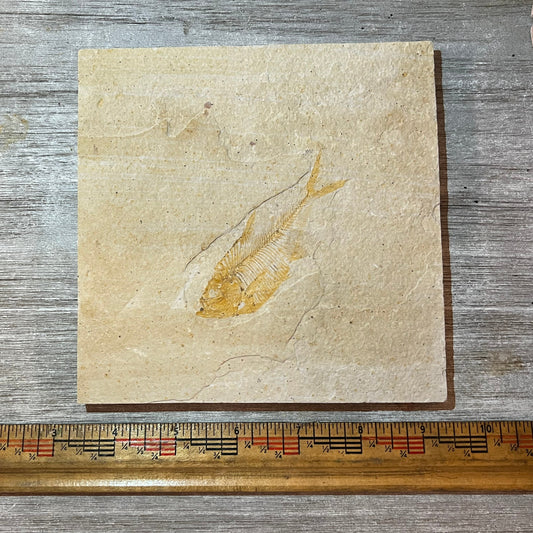 Diplomystus denatus fossil #2-011