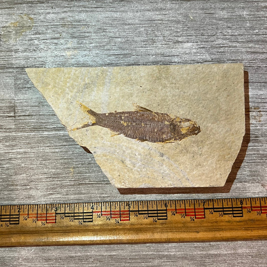 Knightia eocaena fossil #2-012
