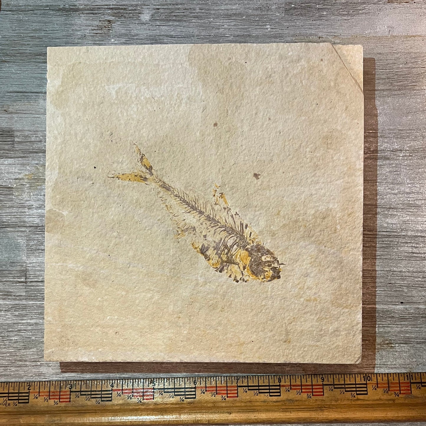 Diplomystus denata fossil #2-018