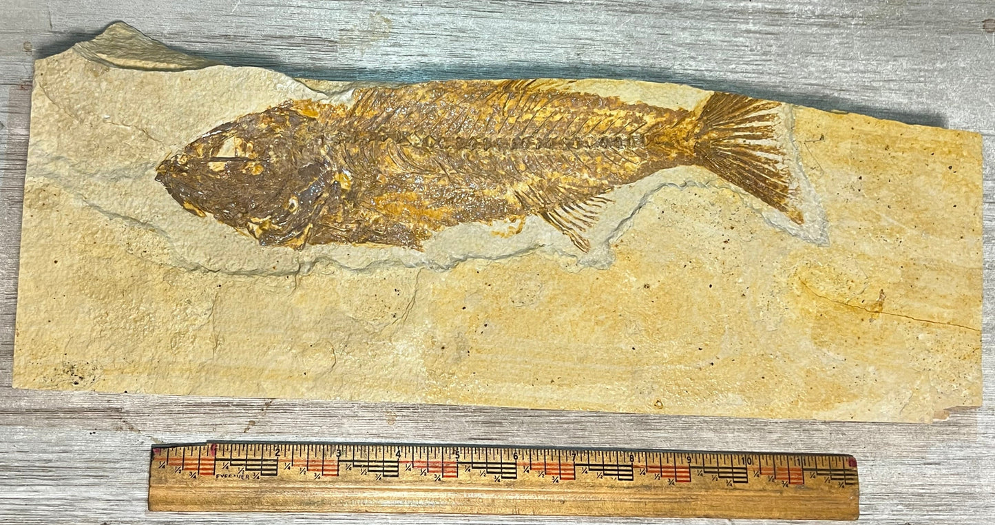 Mioplosus labracoides fossil