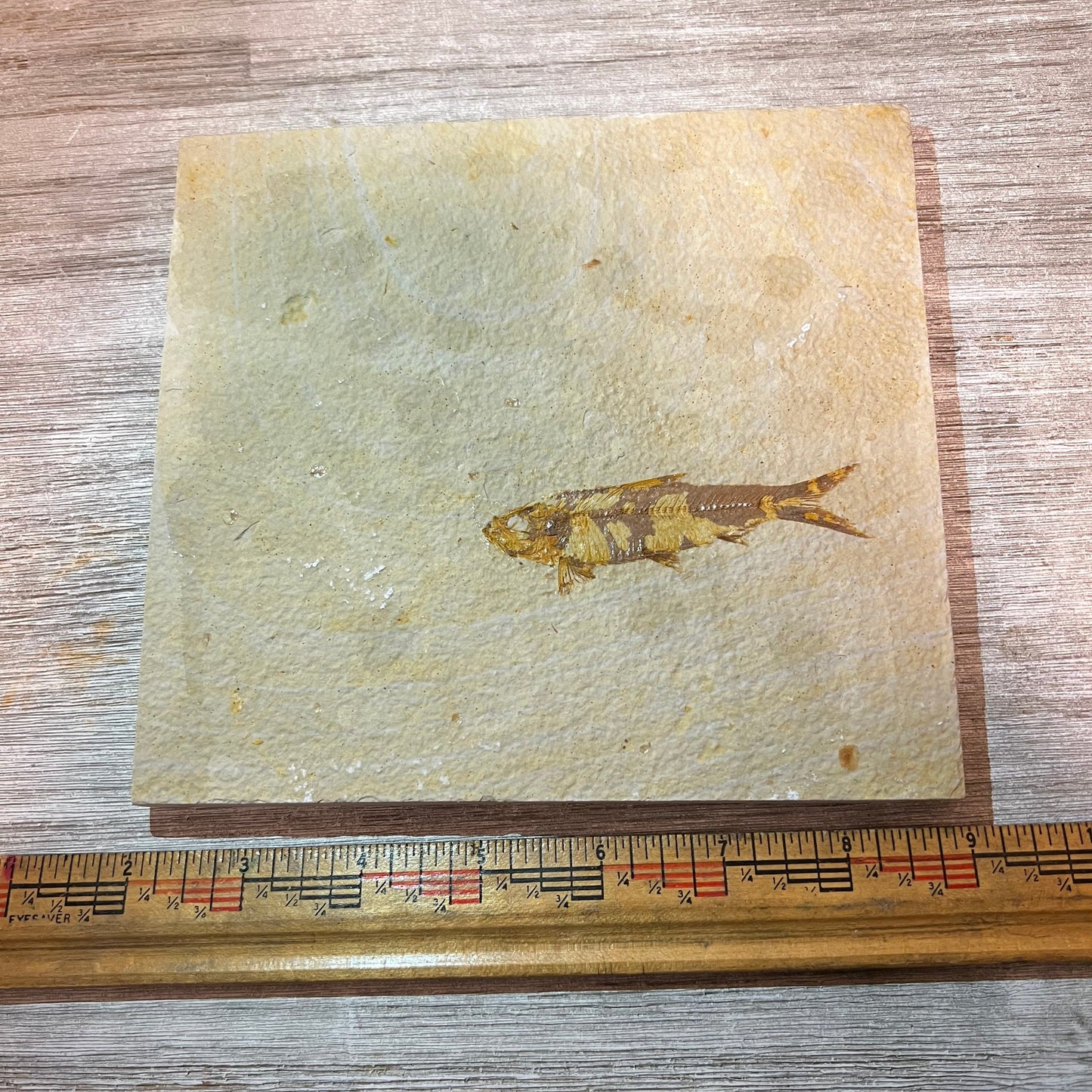 Knightia eocaena fossil double sided plate #3-005