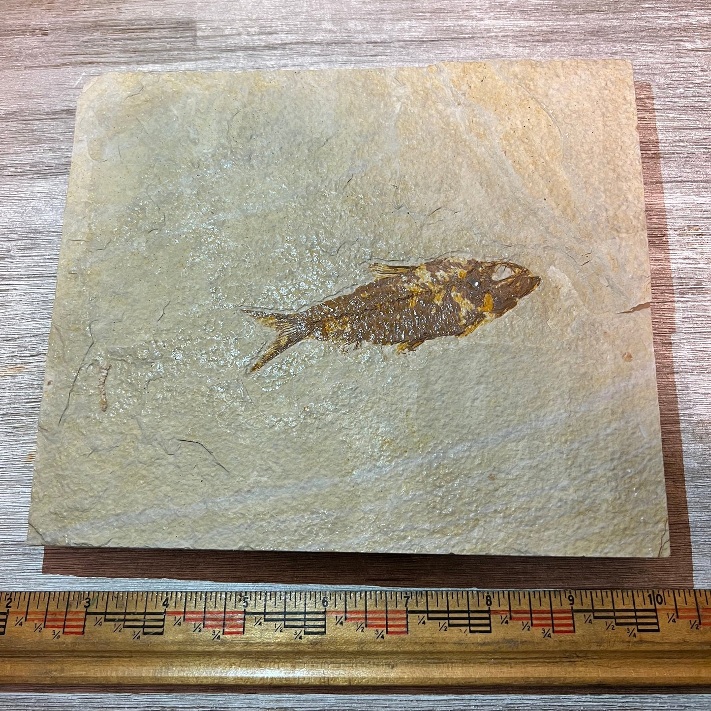 Knightia eocaena fossil #3-012