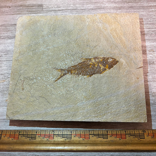 Knightia eocaena fossil #3-012