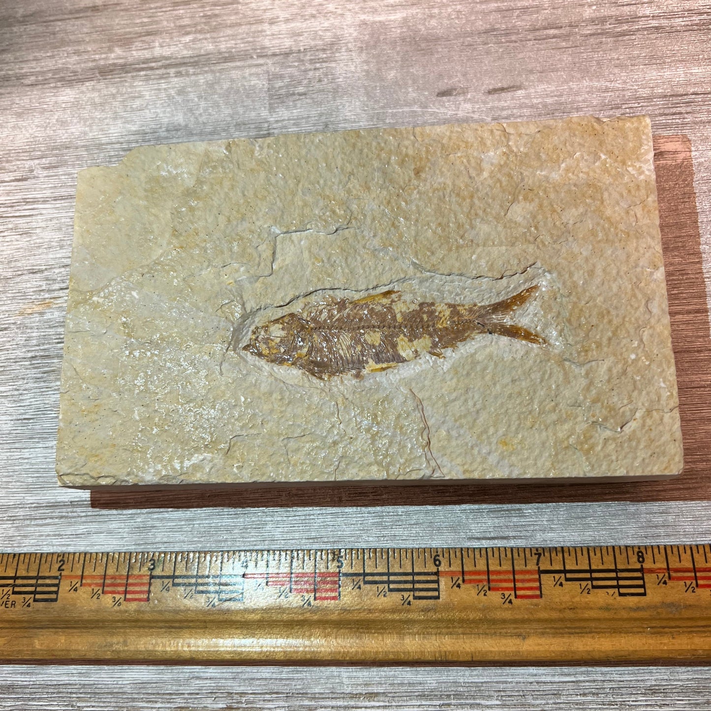 Knightia eocaena fossil #3-016