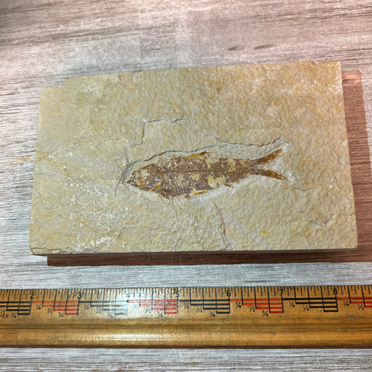 Knightia eocaena fossil #3-016
