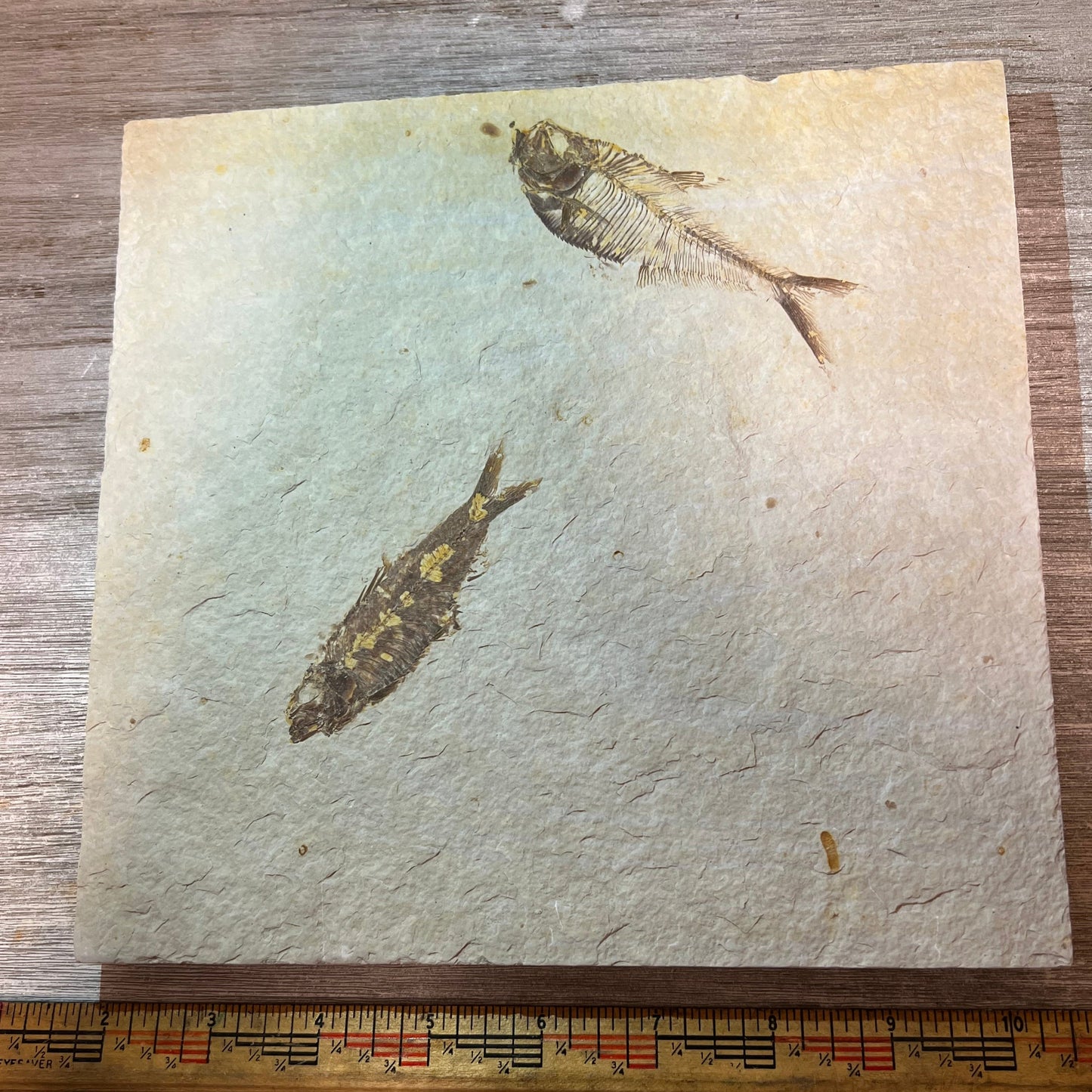 Knightia and Diplomystus fossil tile #4-001