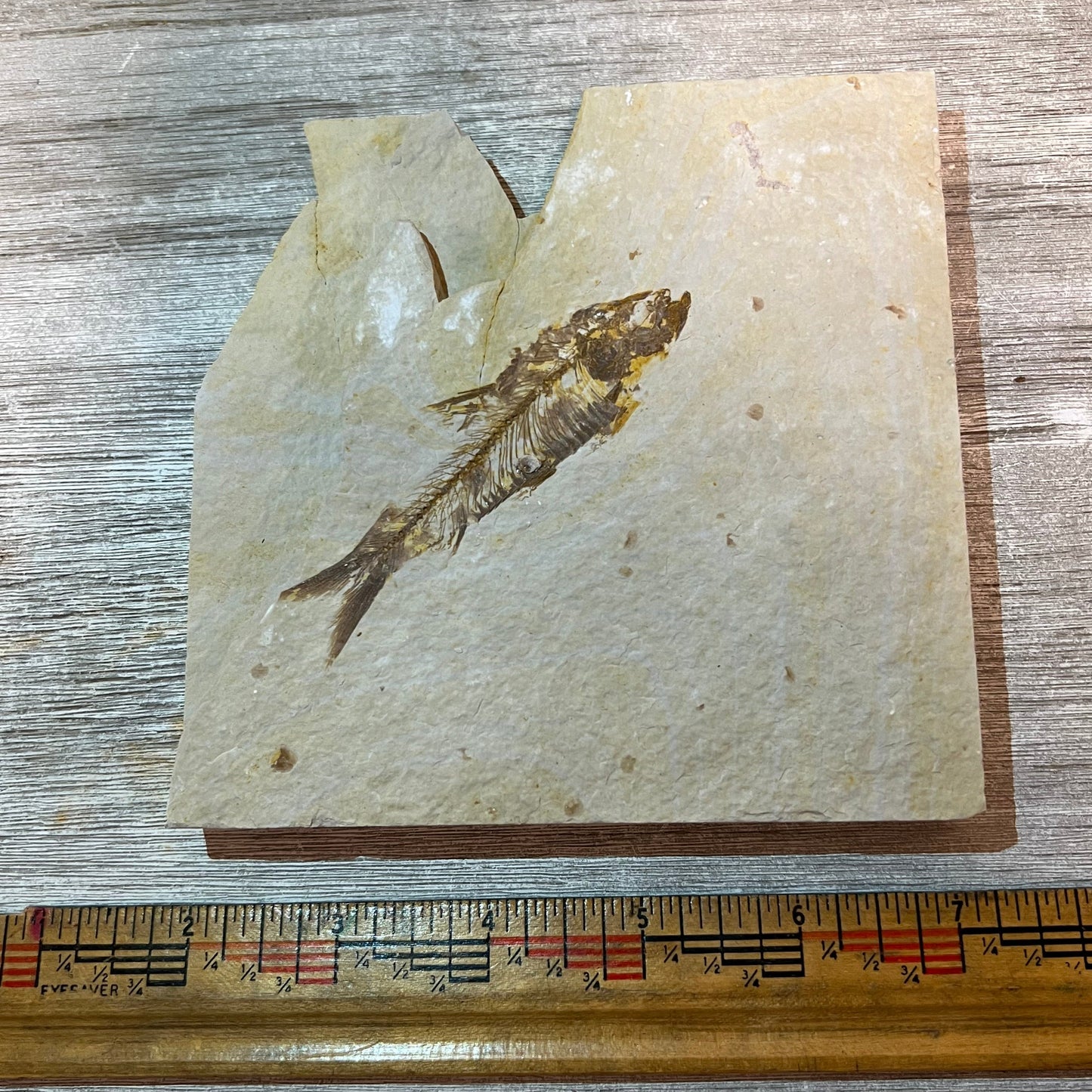 Knightia eocaena fossil #4-002