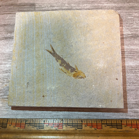 Knightia eocaena fossil #4-003