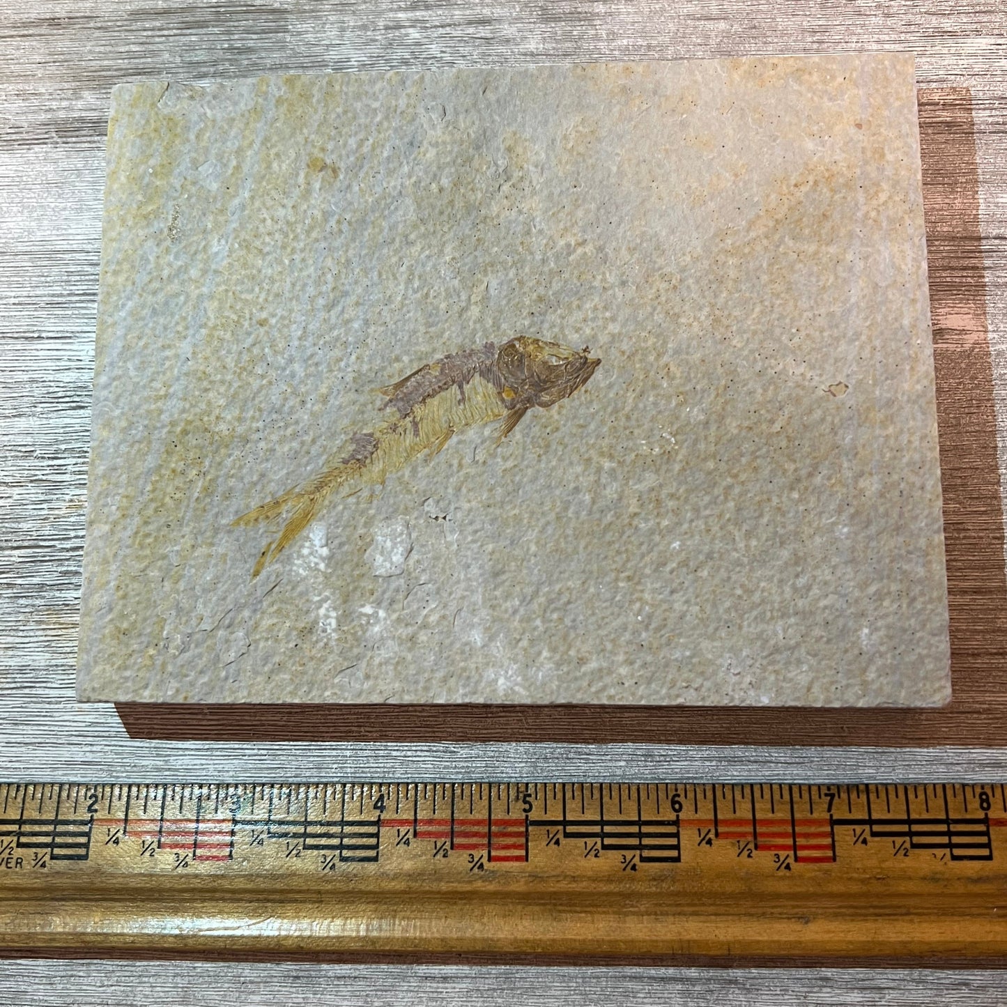 Knightia eocaena fossil #4-005