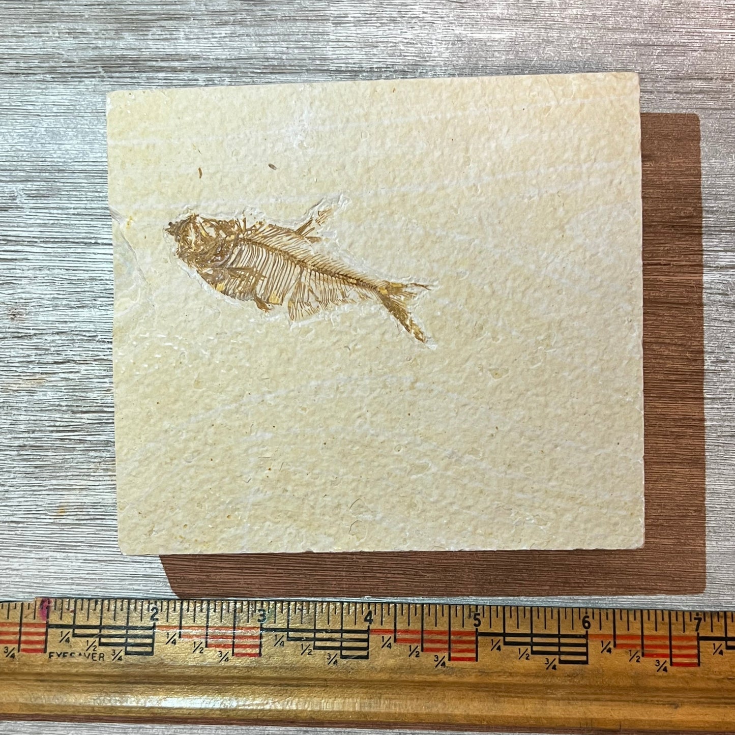 Diplomystus denatus fossil #4-008