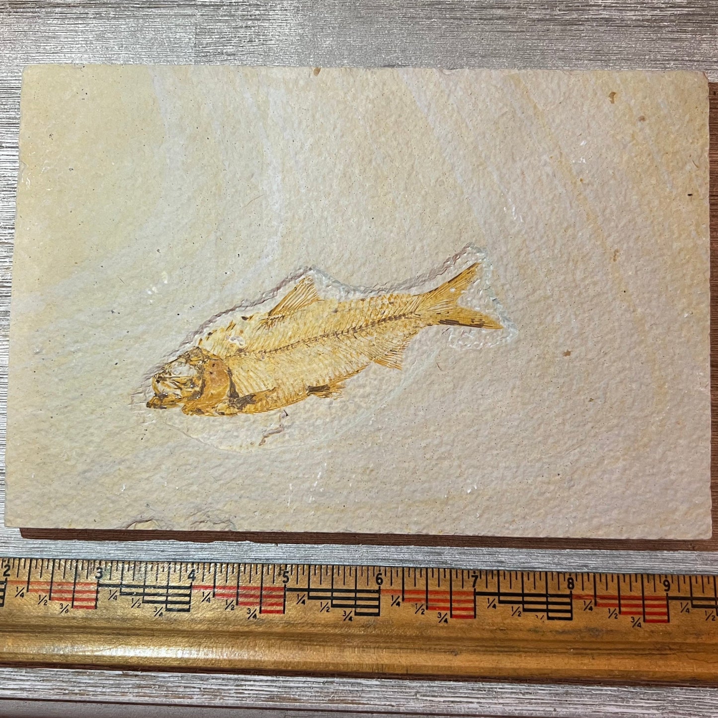 Knightia eocaena fossil #4-012