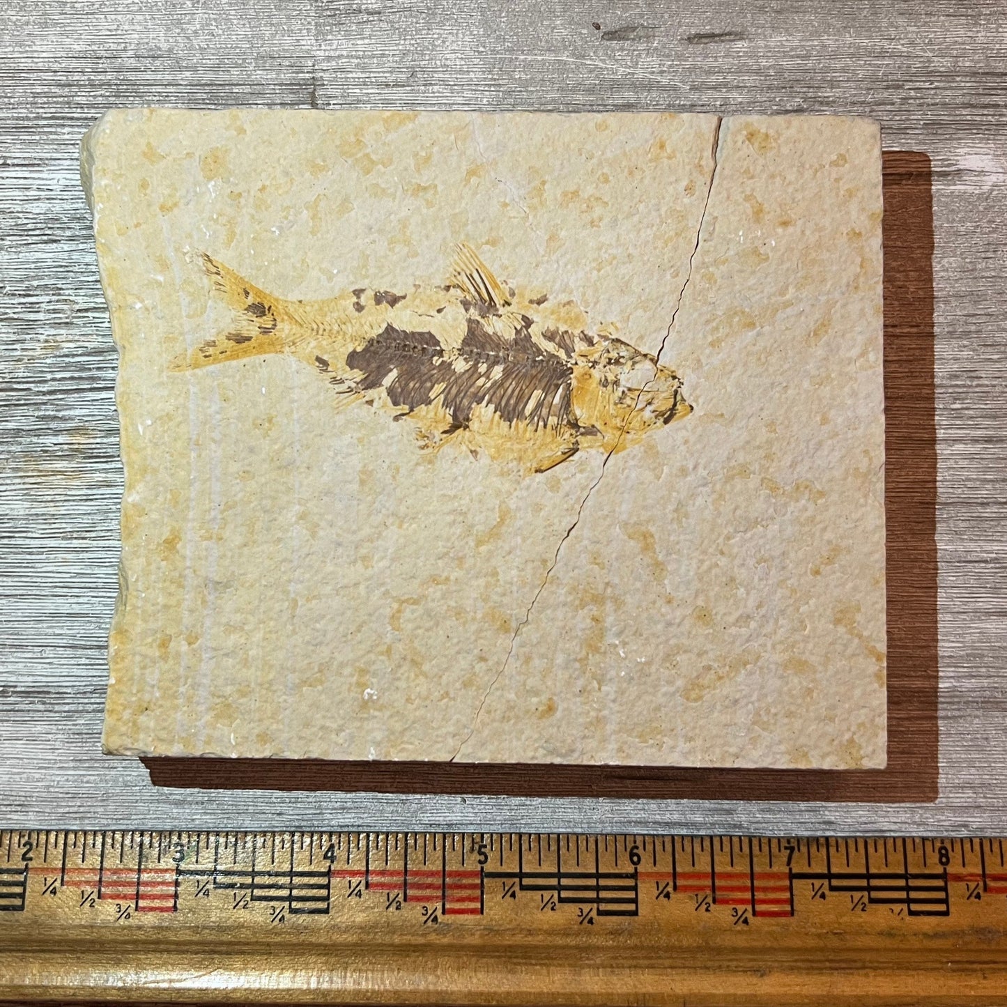 Knightia eocaena fossil #4-013