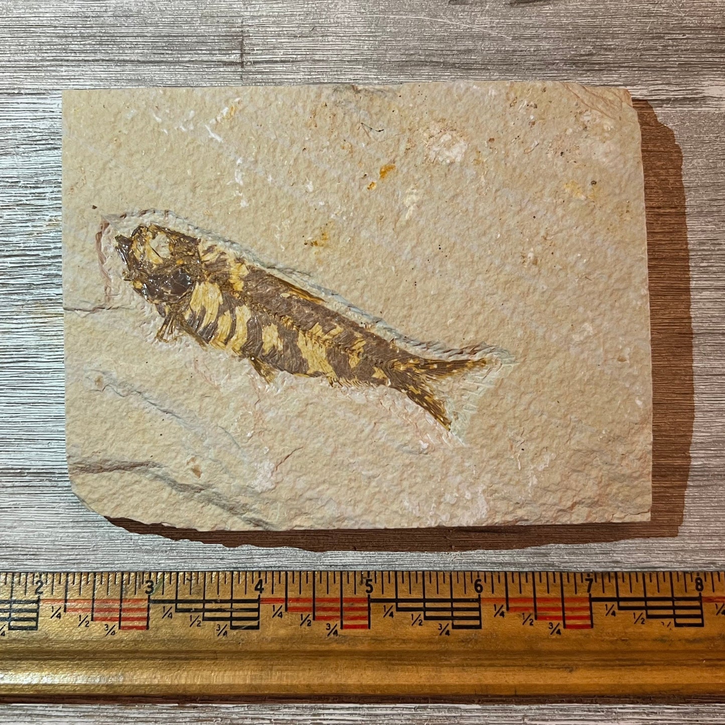 Knightia eocaena fossil #4-014