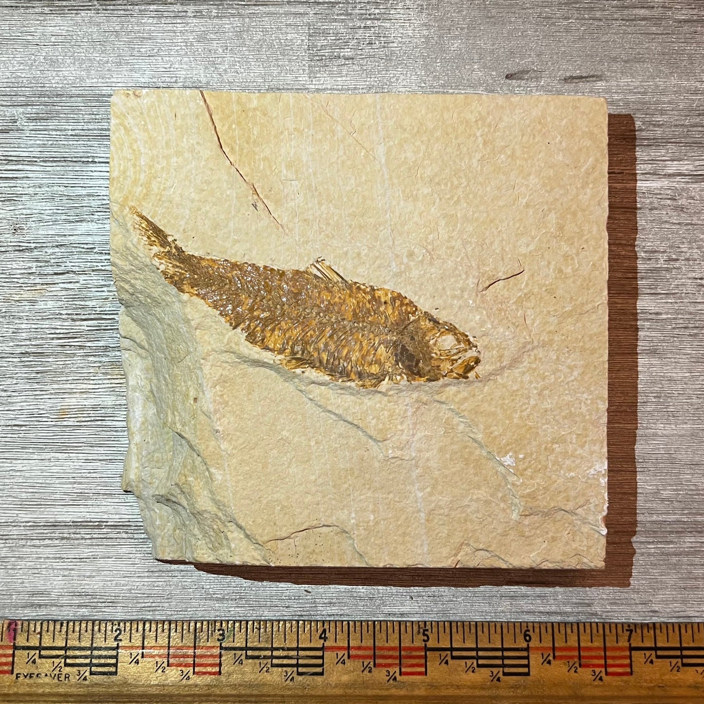 Knightia eocaena fossil #4-016