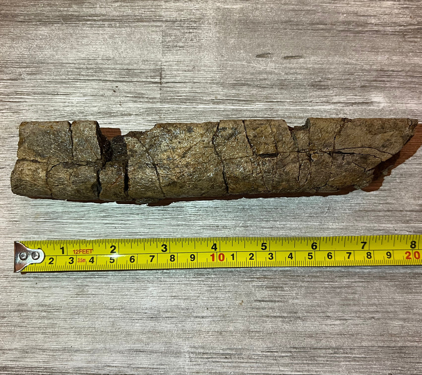 Triceratops rib 9" section - Morrison Formation #5-001
