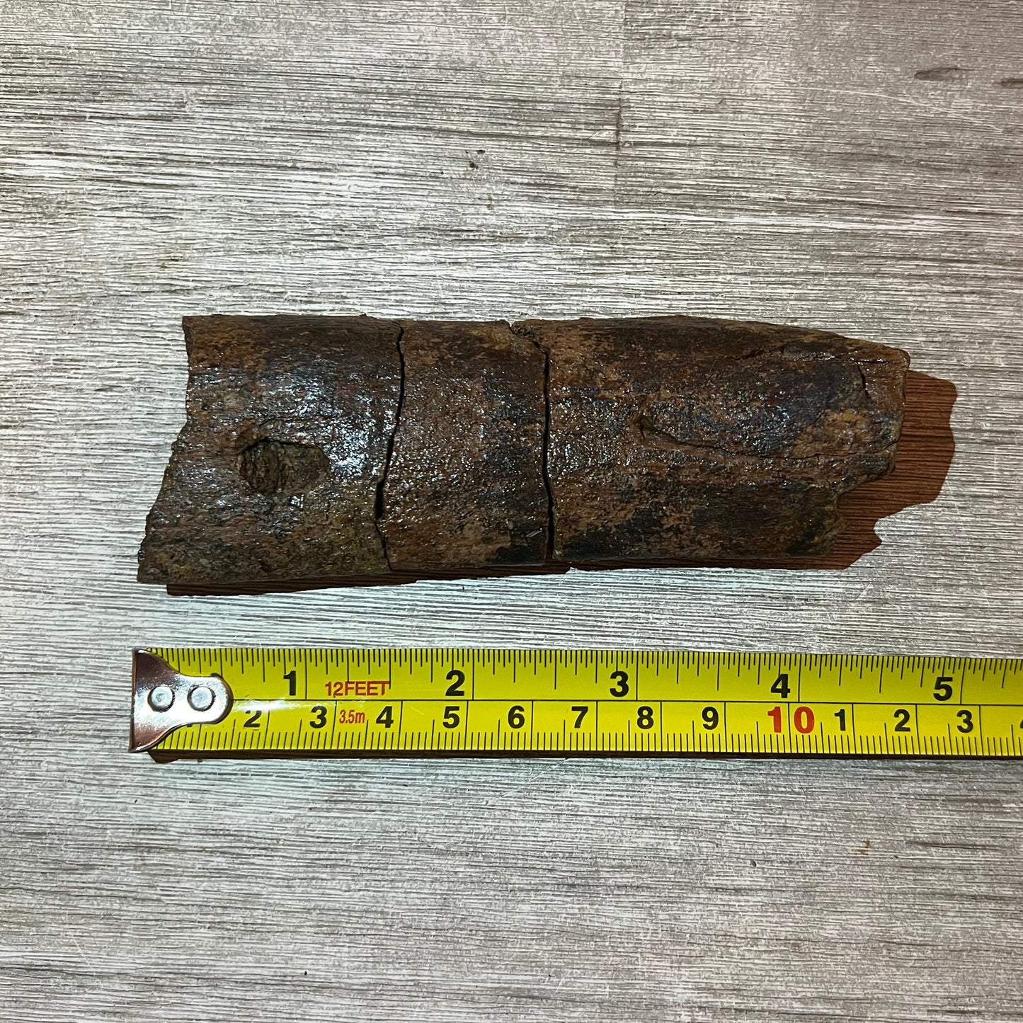 Triceratops rib section 5" #5-003