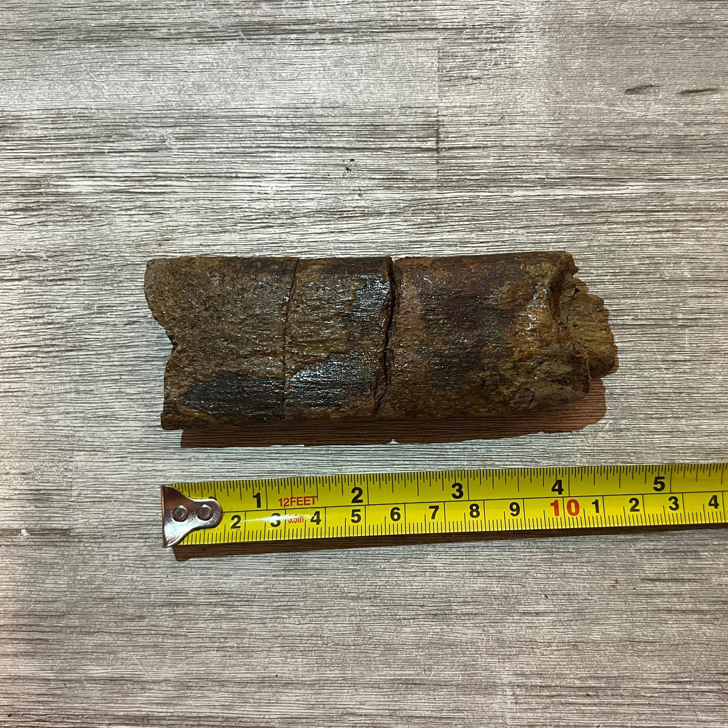 Triceratops rib section 5" #5-003