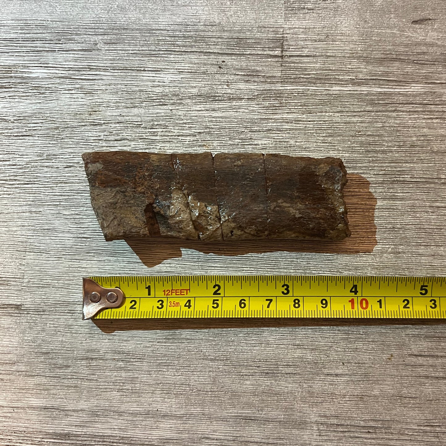 Triceratops rib fossil section 4" #5-004