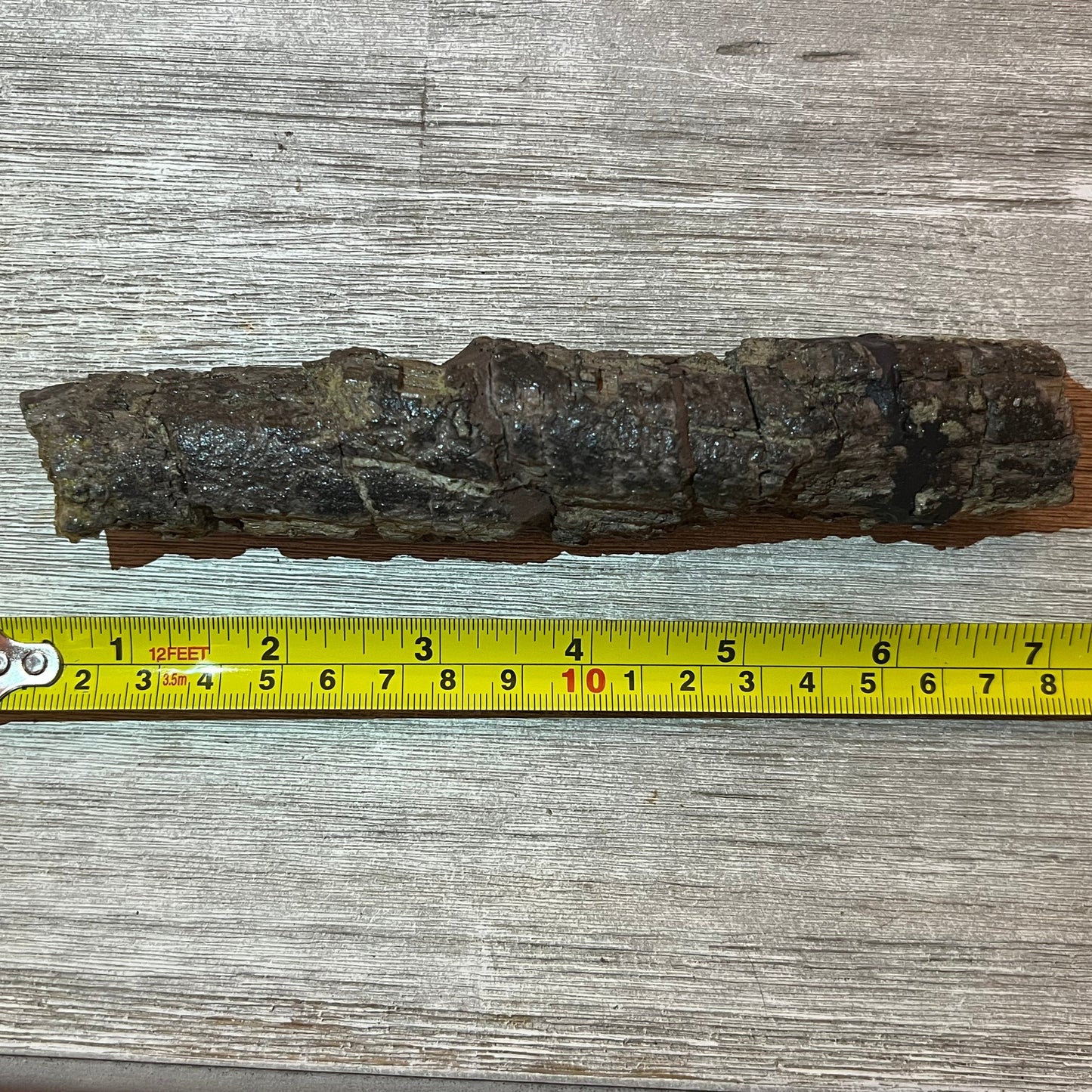 Camarasaurus rib 7" section #5-005